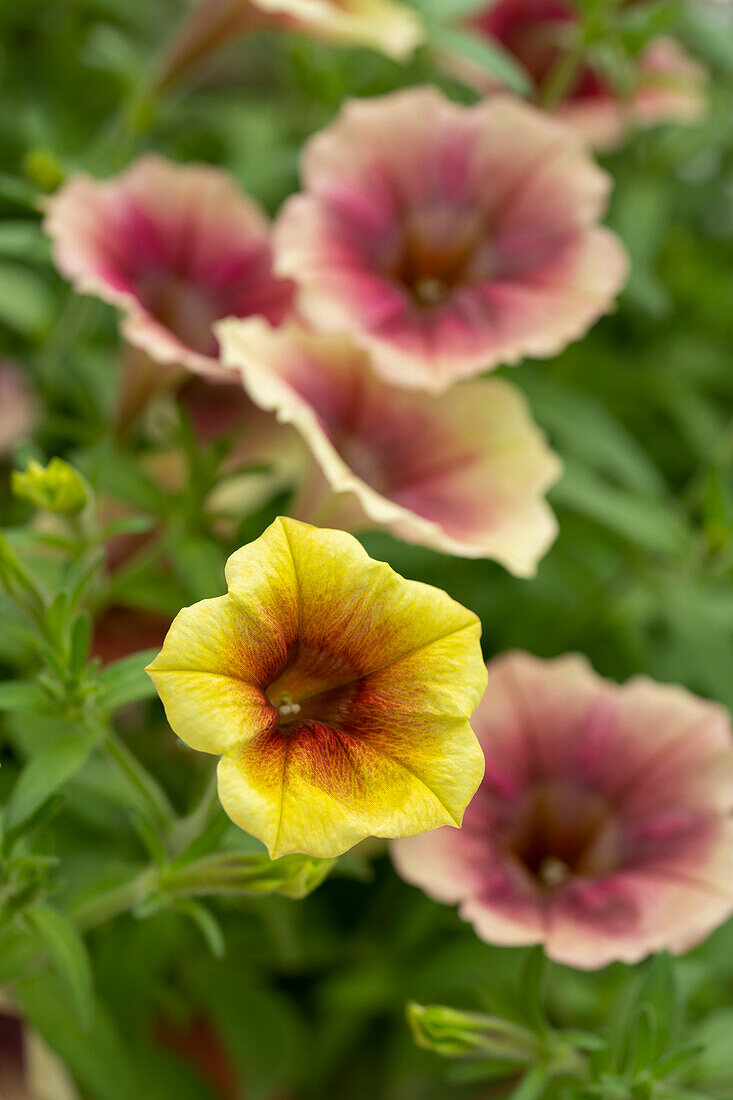 Petunia Fun House Peach Melba