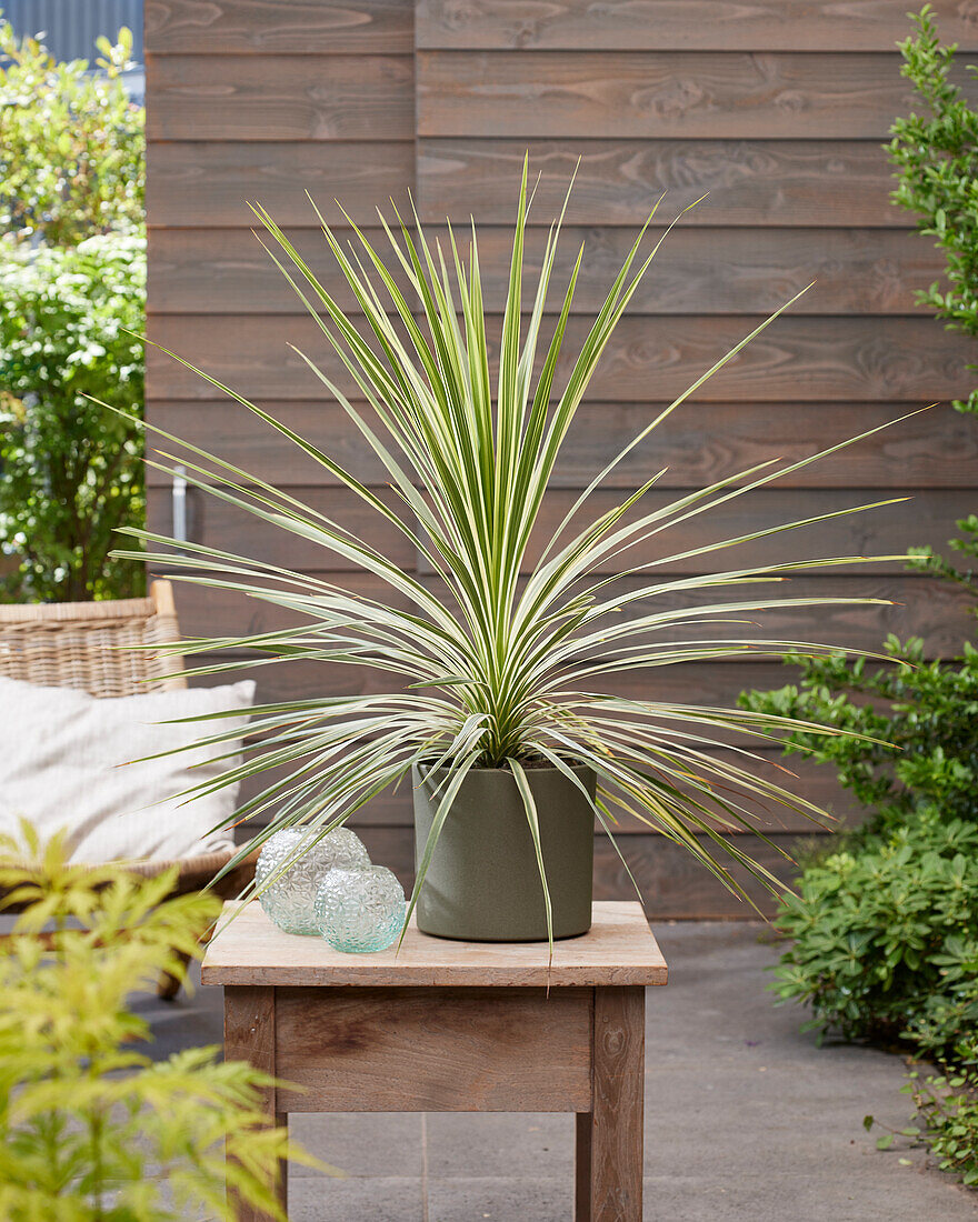 Cordyline Lime Passion