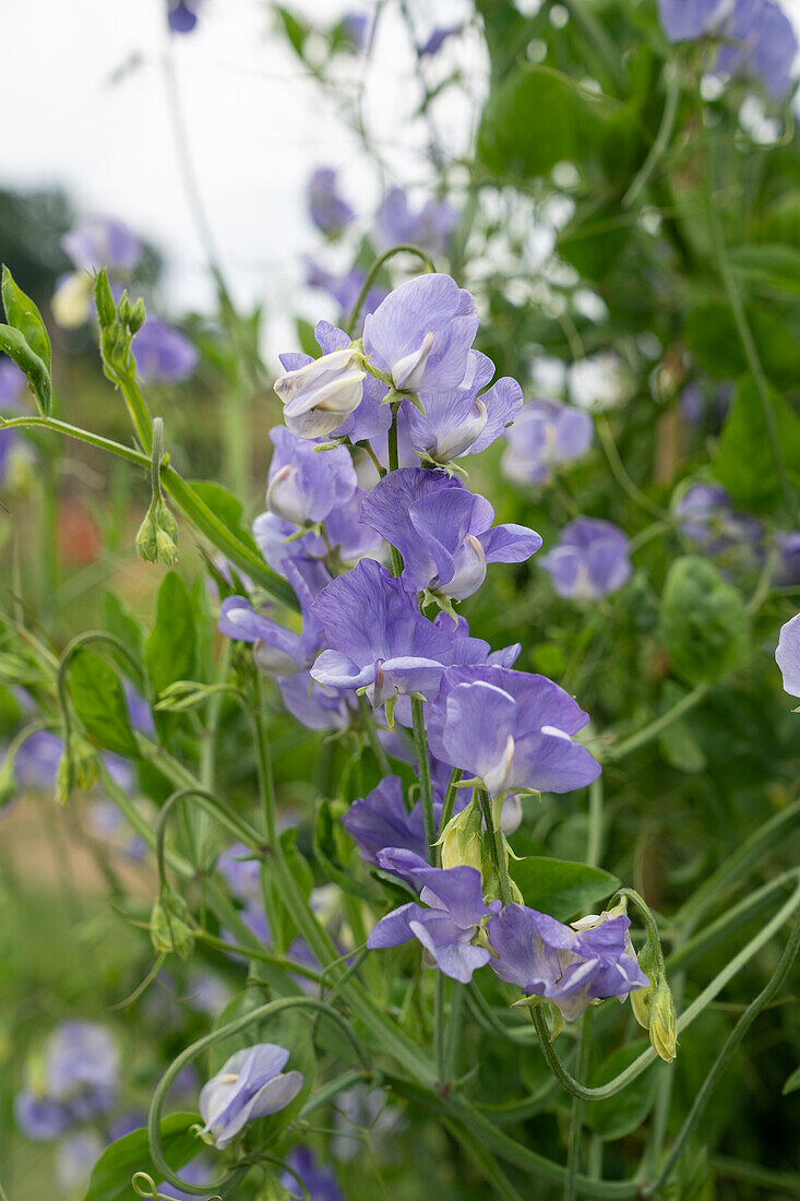 Duftende Platterbse (Lathyrus odoratus) 'NZ Gardener'