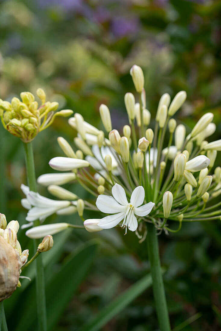 Agapanthus Arctic Star