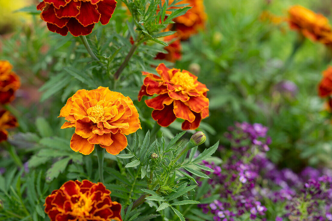 Tagetes patula