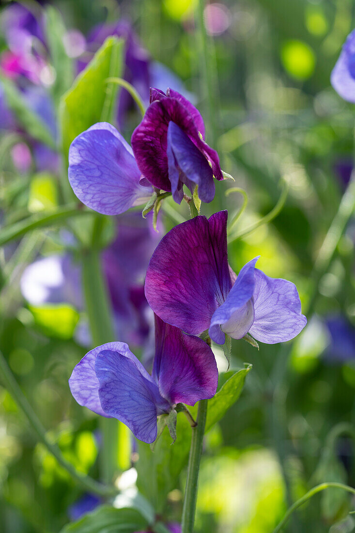 Lathyrus odoratus Indigo King