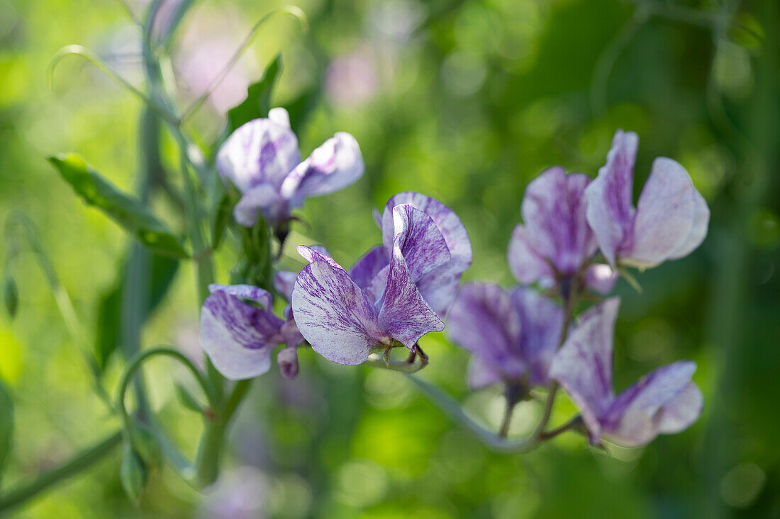 Lathyrus odoratus Princess of Wales