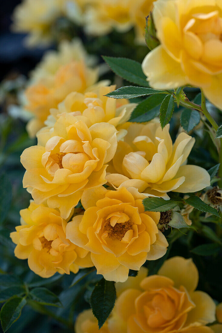 Rose (Rosa) 'Gold Spice'