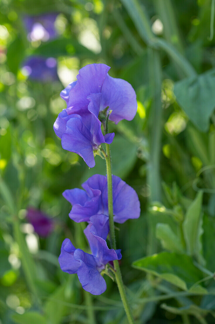 Lathyrus odoratus Nice (Riviera series)