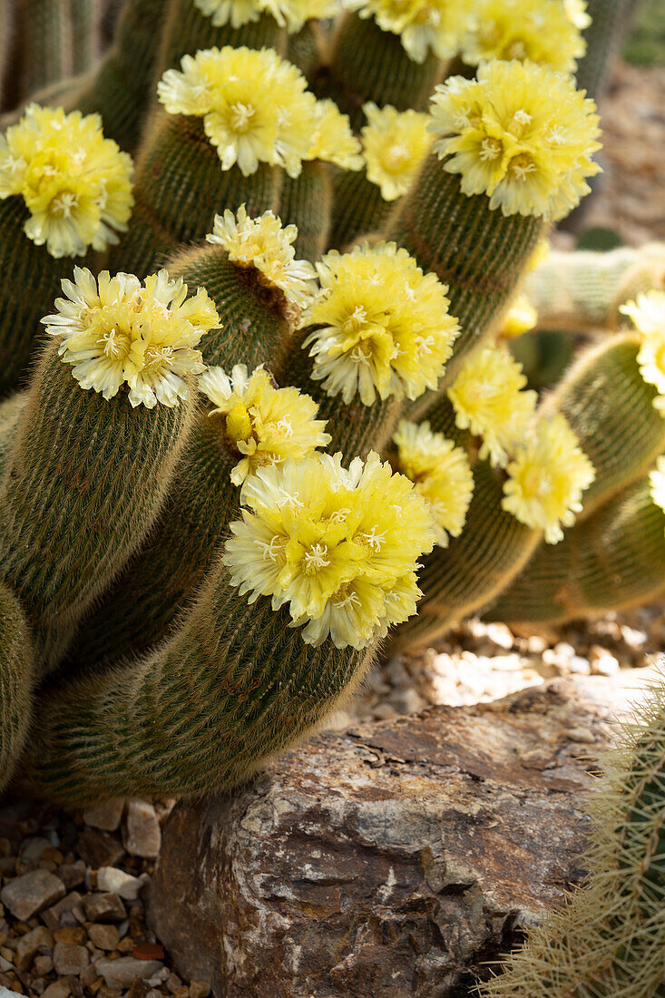 Parodia leninghausii