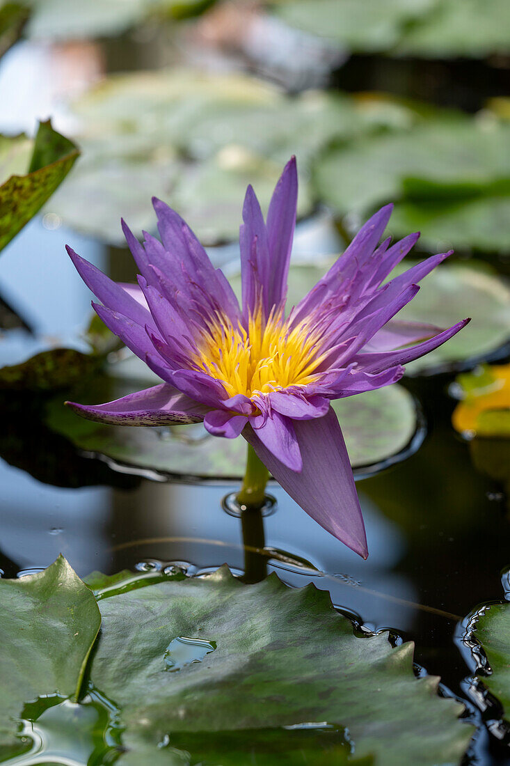 Seerose (Nymphaea) 'Star of Zanzibar'