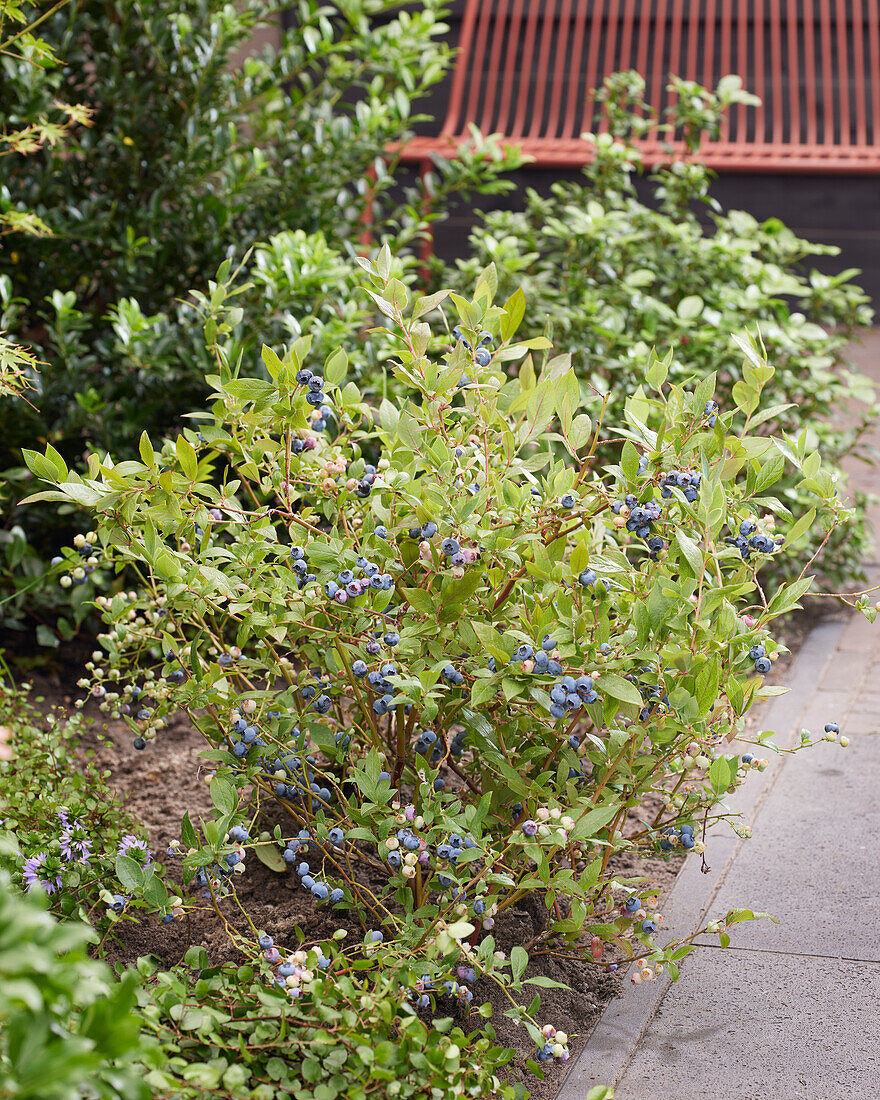 Vaccinium corymbosum BonBonBerry Blue Suede