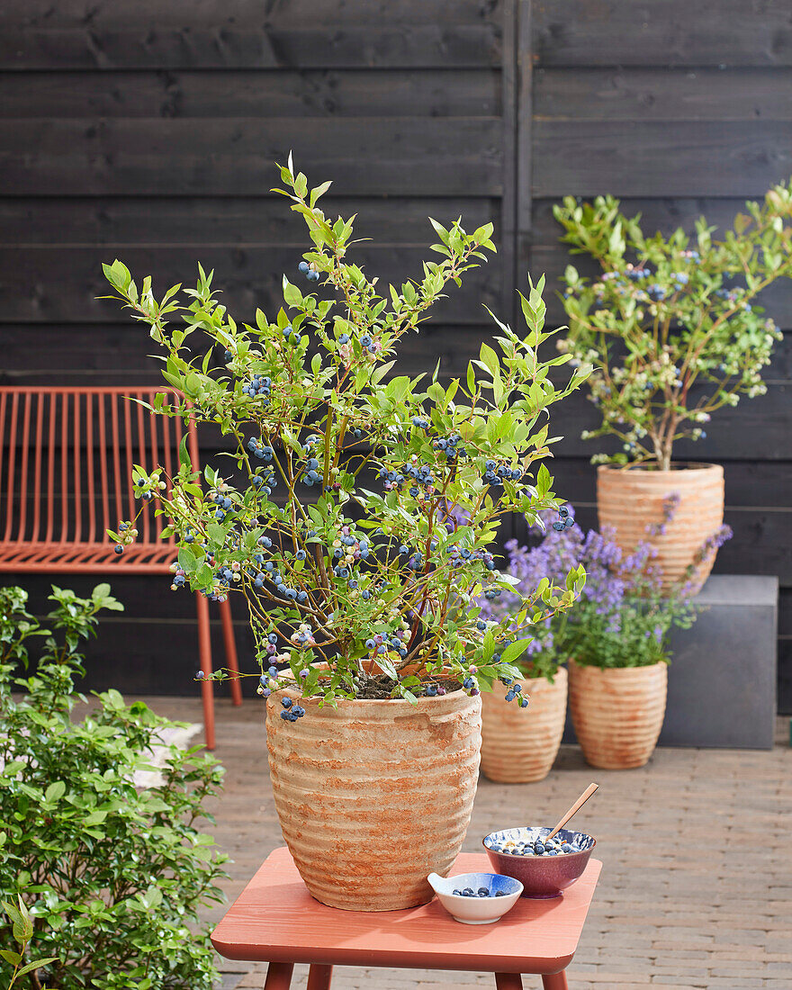 Vaccinium corymbosum BonBonBerry Blue Suede