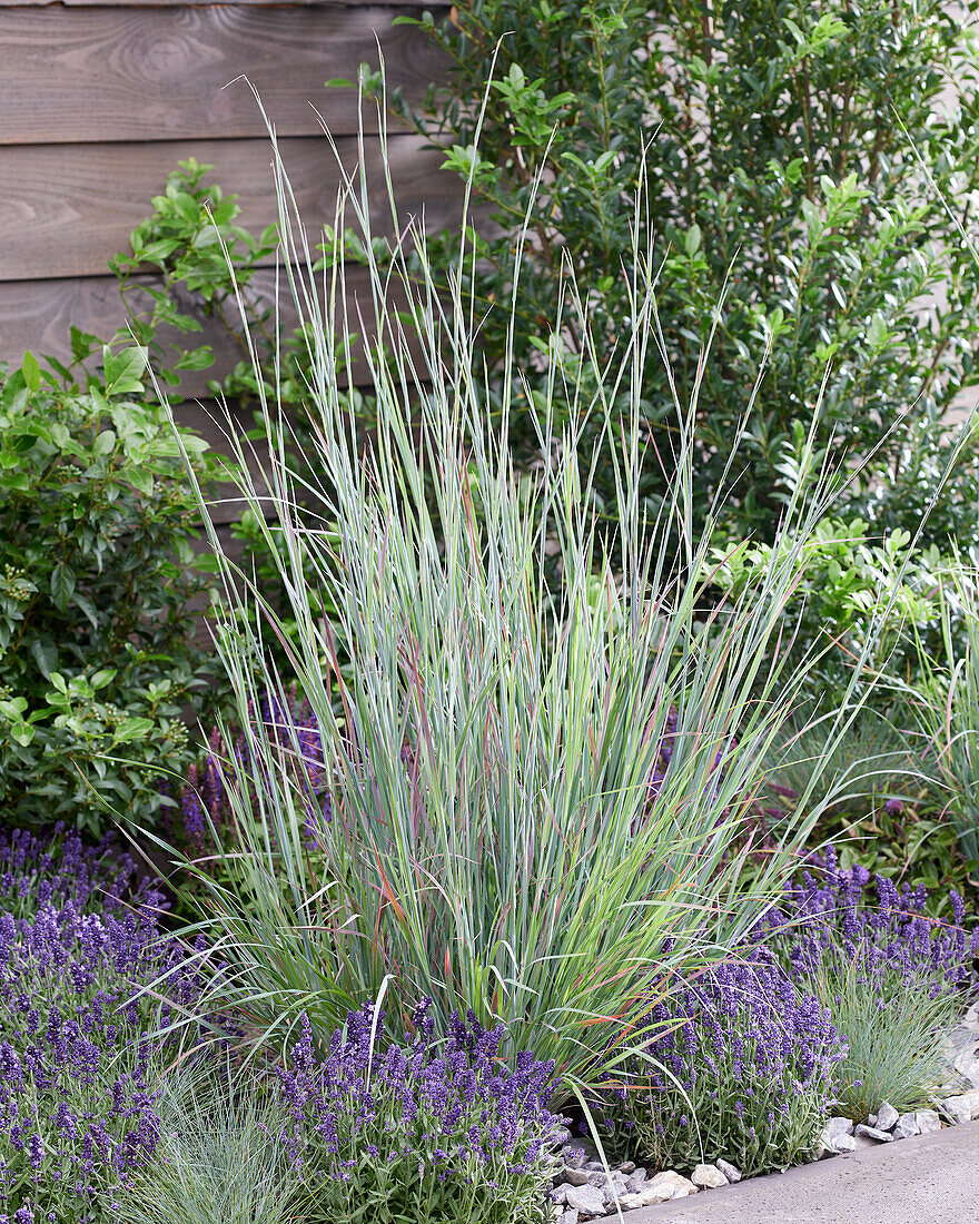 Schizachyrium scoparium Standing Ovation