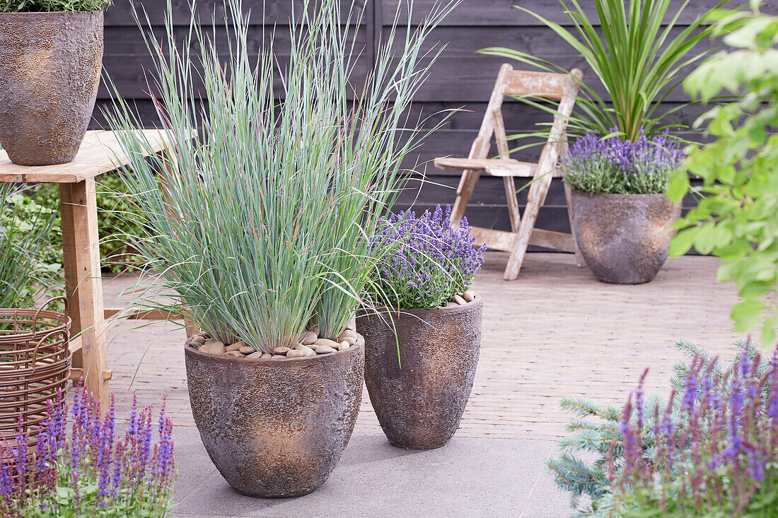 Schizachyrium scoparium Standing Ovation