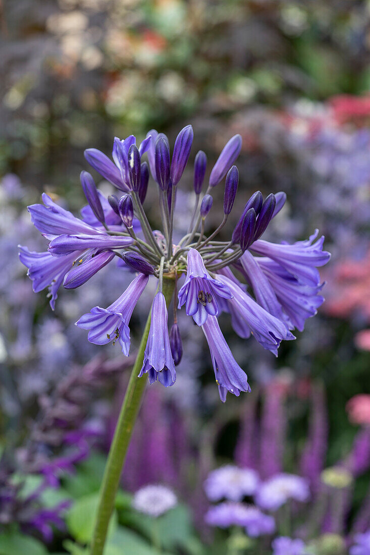 Agapanthus Black Pantha