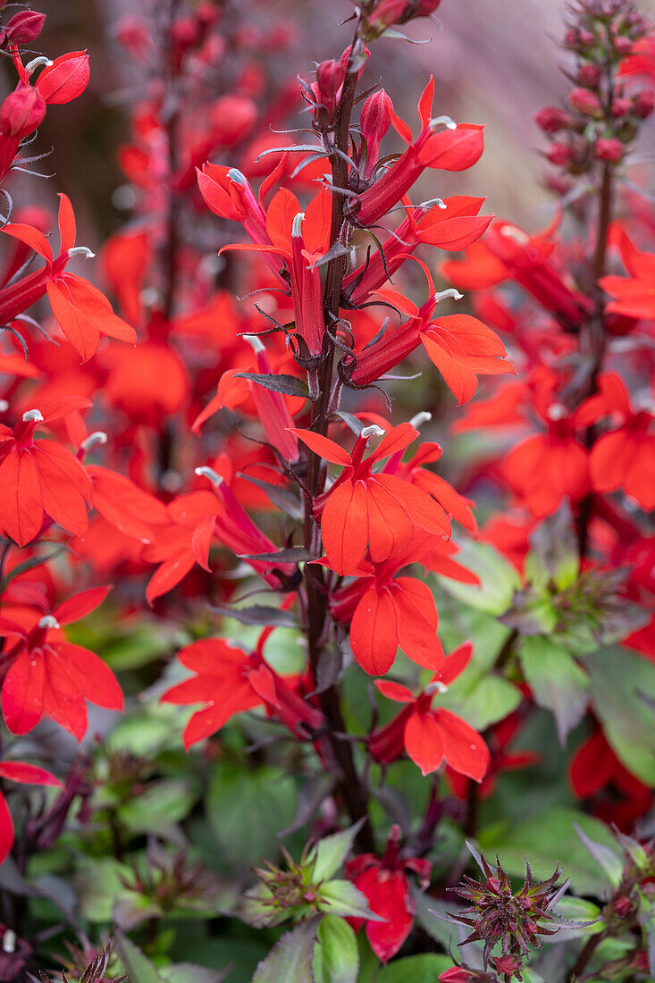 Lobelia x speciosa Starship Scarlet