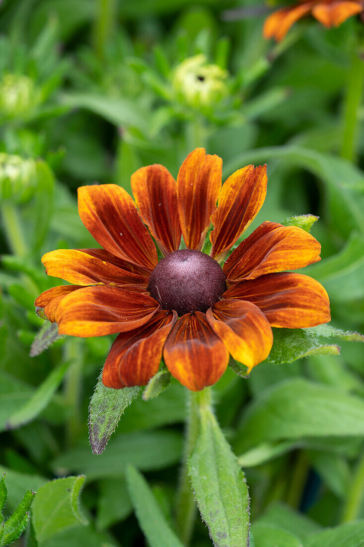 Rudbeckia x hybrida Summer Daisy's Bronze Bicolor, Summerdaisies, Summer Daisies, Summerdaisy, Rudbeckia x hybrida Summerdaisy’s Bronze Bicolor