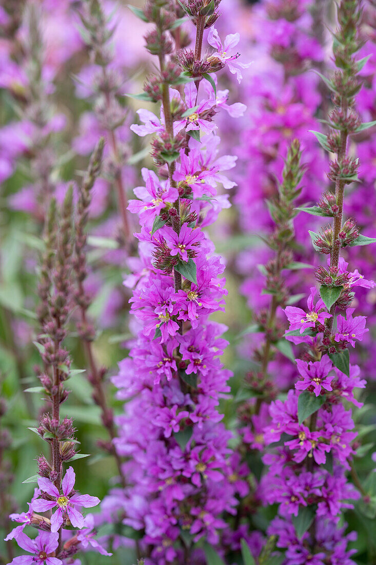 Lythrum salicaria Happy Lights