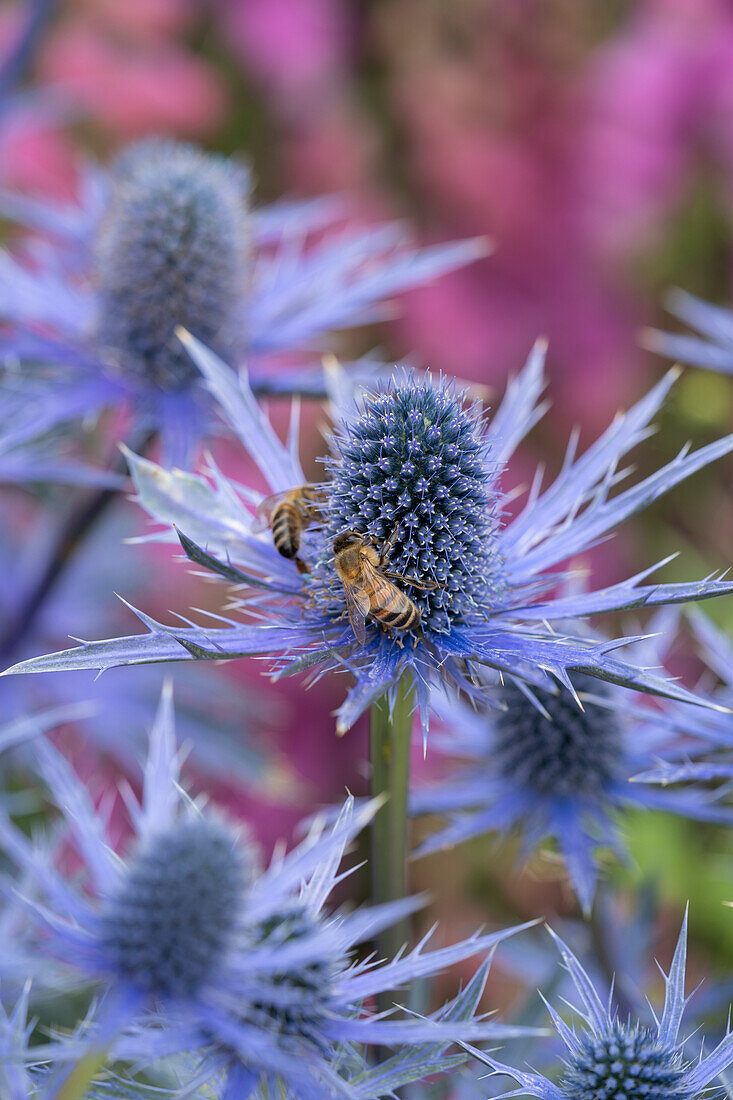 Mannstreu (Eryngium x zabelii) 'Big Blue'