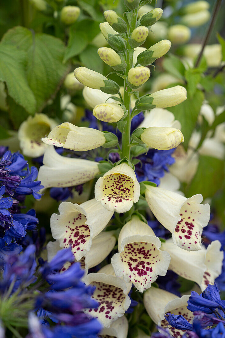 Digitalis purpurea Camelot Cream