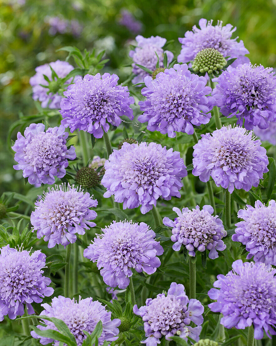 Scabiosa Kudo