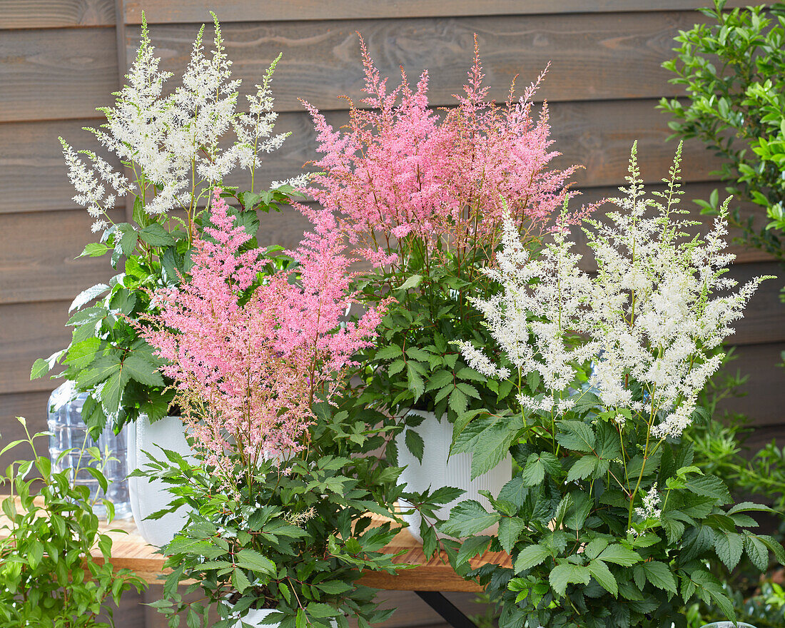 Astilbe Just Watch, Just Magic