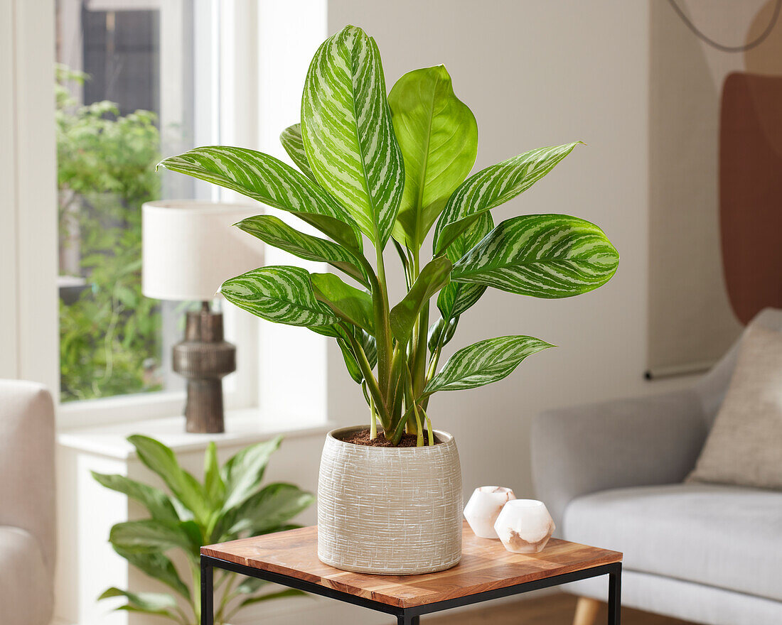 Aglaonema Stripes