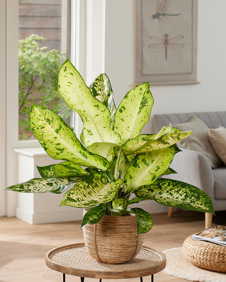 Dieffenbachia Banana