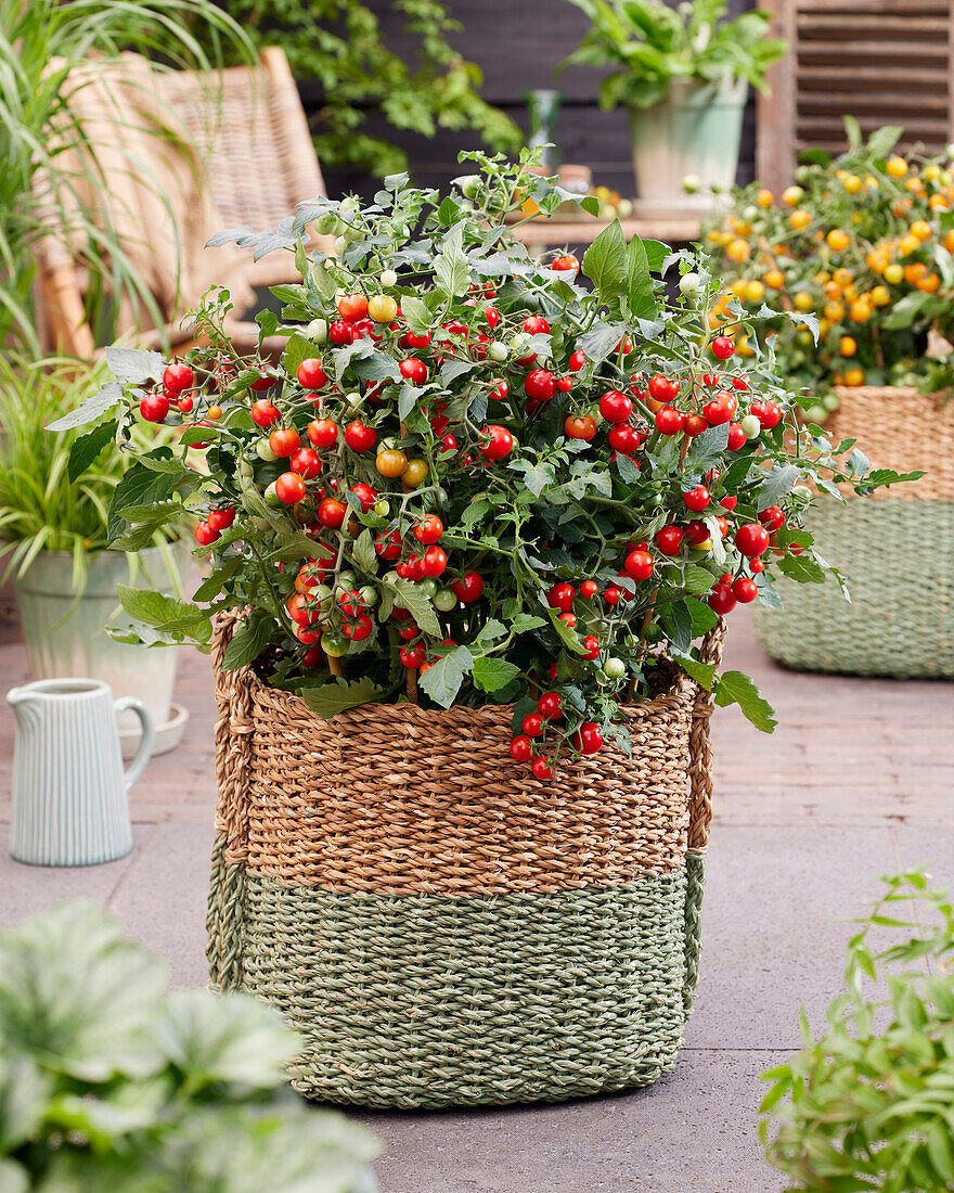 Solanum lycopersicum Avalanche Red