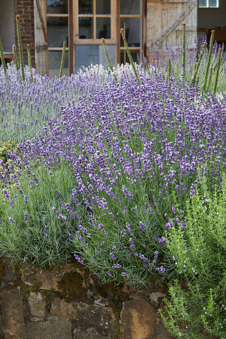 Echter Lavendel Lavandula Angustifolia Bild Kaufen