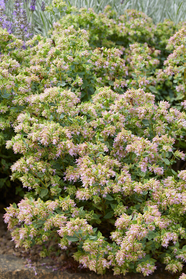 Origanum Dingle Fairy