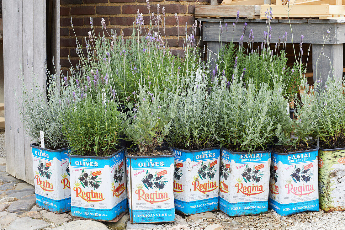 Lavender planted in olive tins