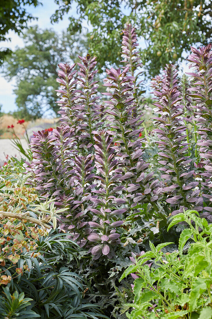 Akanthus (Acanthus)'