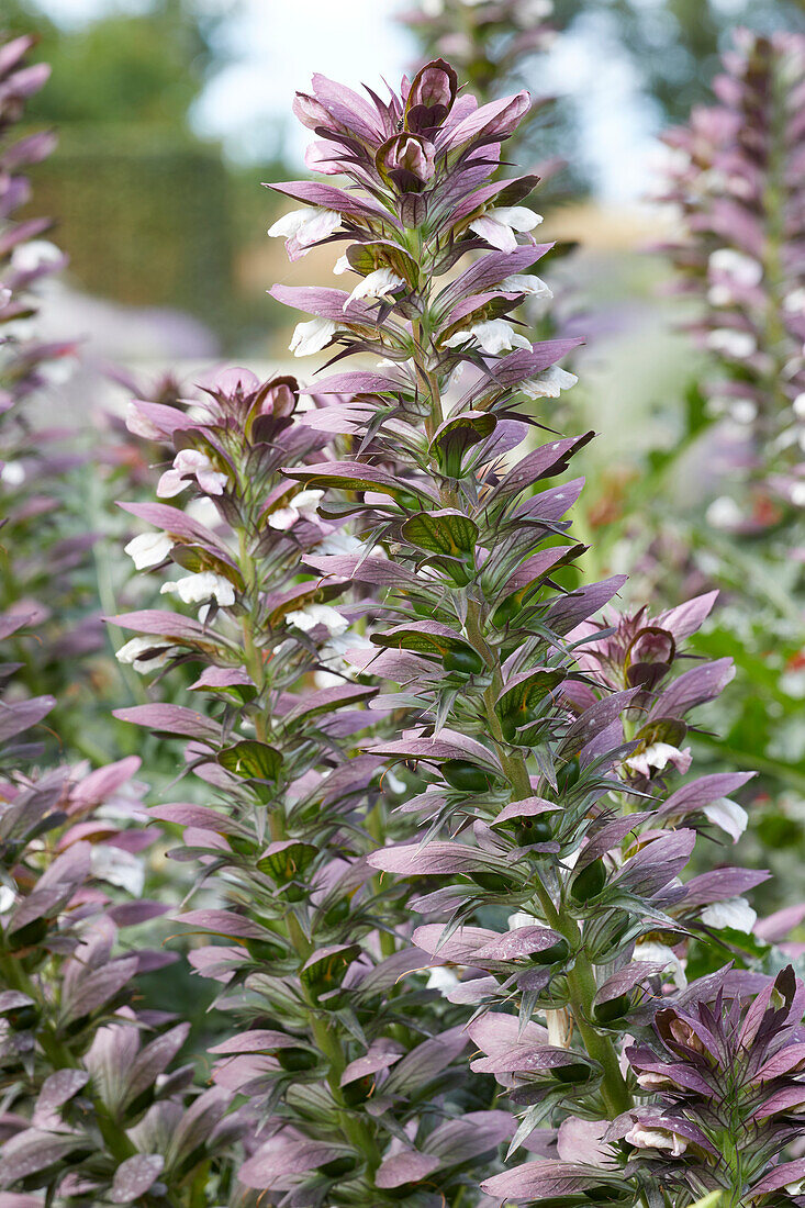 Acanthus