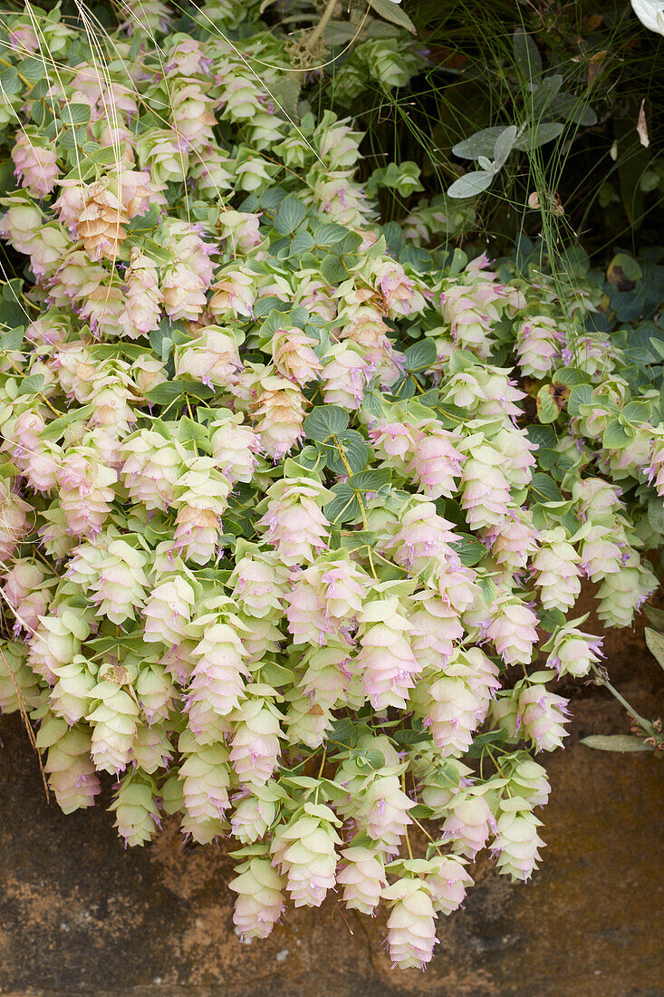 Origanum rotundifolium Kent Beauty