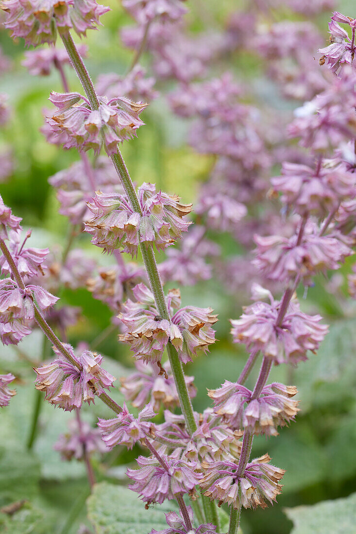 Salvia napifolia