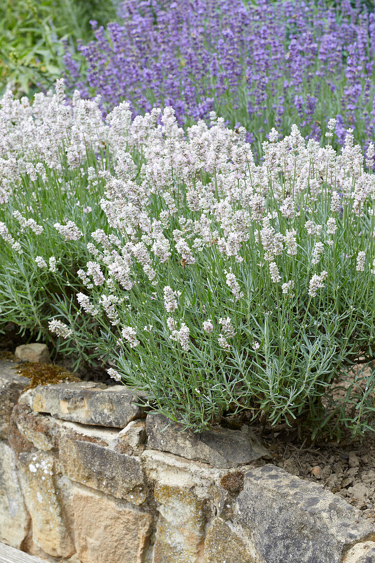 Echter Lavendel (Lavandula angustifolia) 'Melissa'
