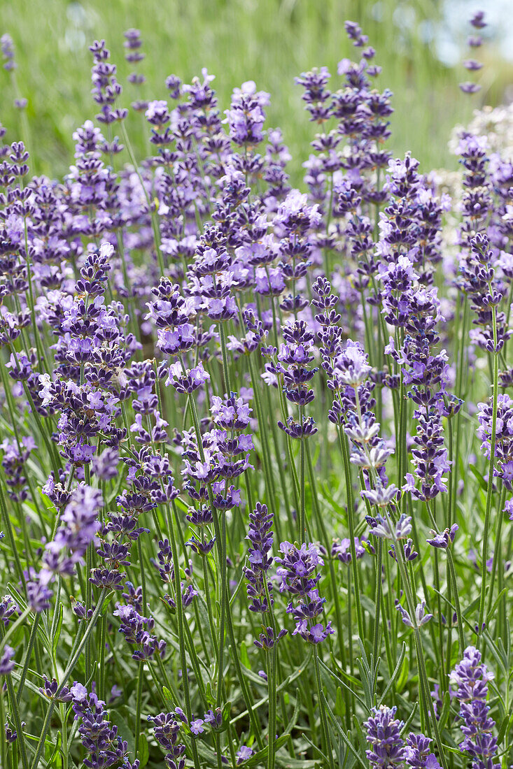 Echter Lavendel Lavandula Angustifolia Bild Kaufen Gartenbildagentur Friedrich