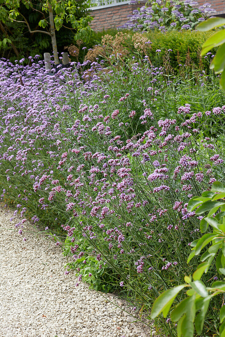 Verbena bonariensis