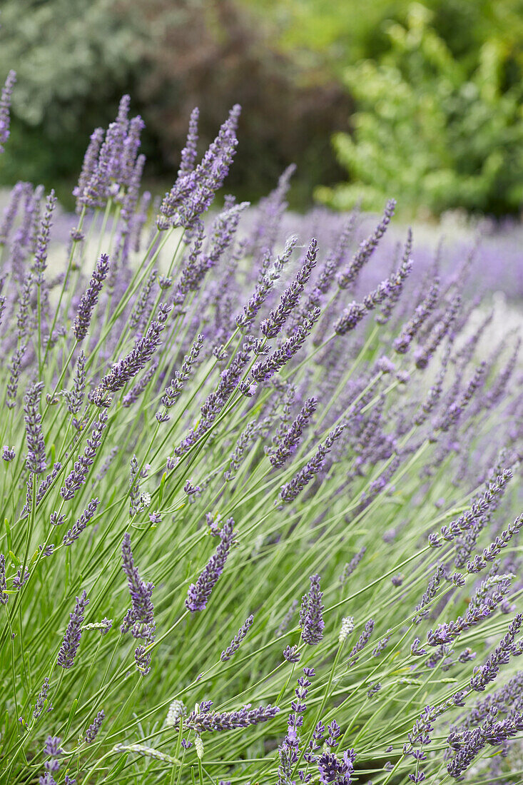 Lavandula