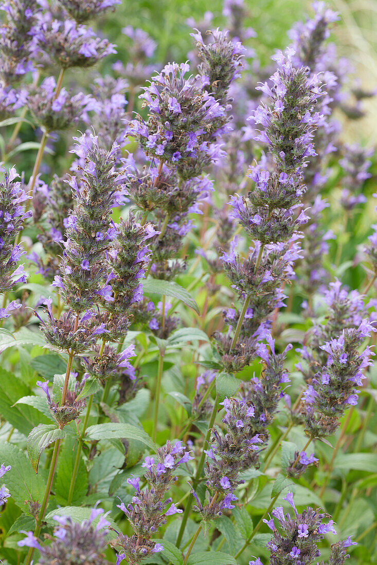 Kaukasische Katzenminze (Nepeta kubanica)