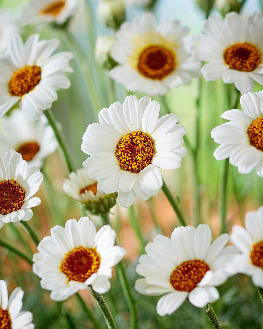 Rhodanthemum Casablanca