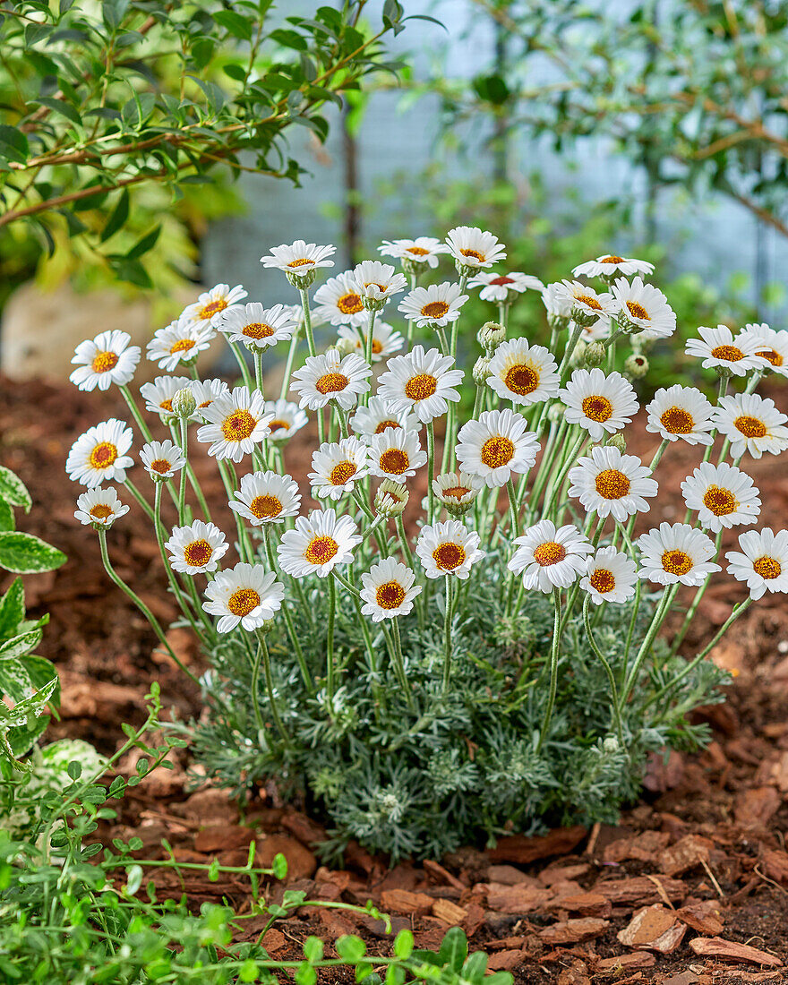 Rhodanthemum Casablanca