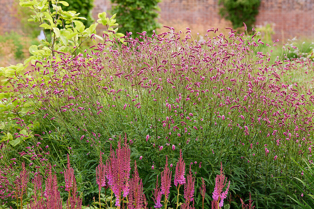 Sanguisorba tenuifolia Purpurea, Astilbe chinensis Purpurlanze