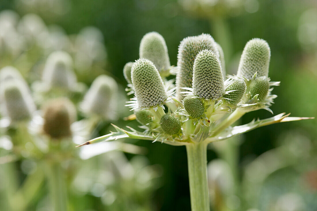 Eryngium agavifolium