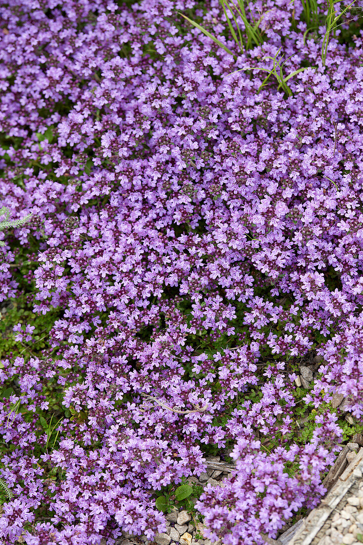 Purple flowering thyme