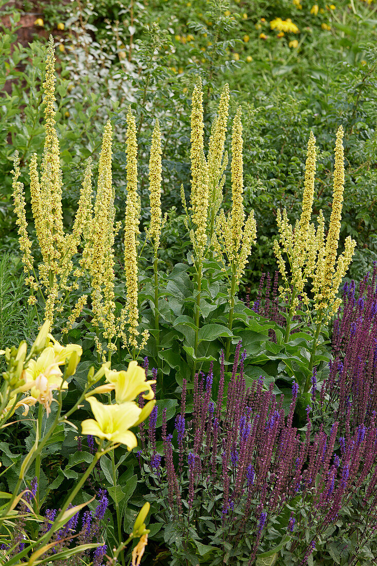 Verbascum lychnitis