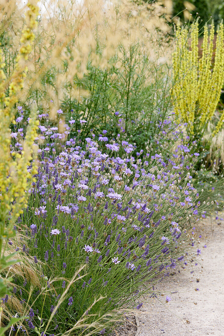 Catananche caerulea