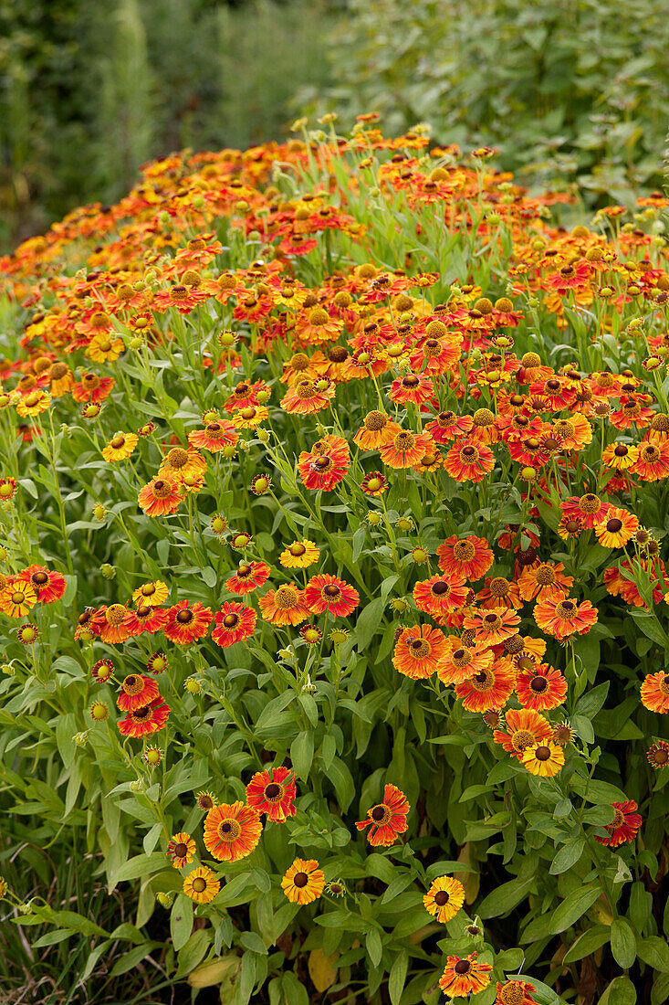 Helenium Waltraut