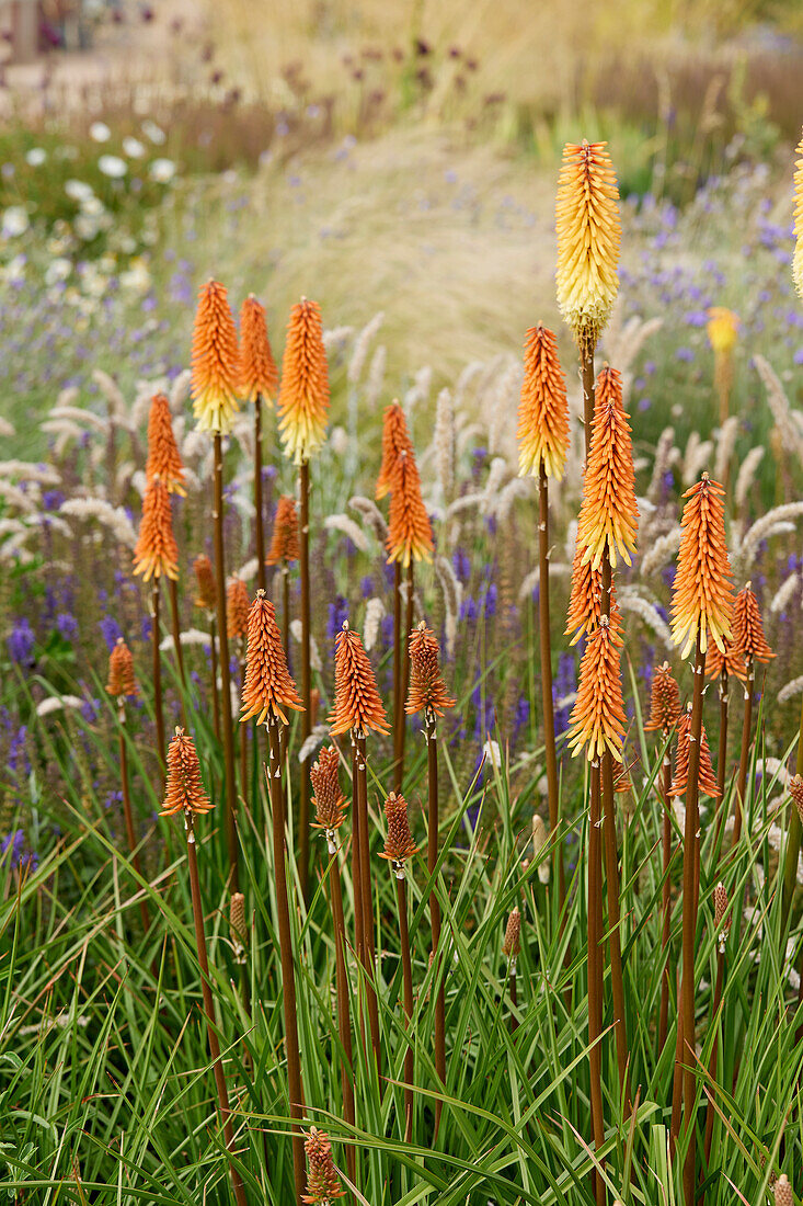 Kniphofia Tawny King