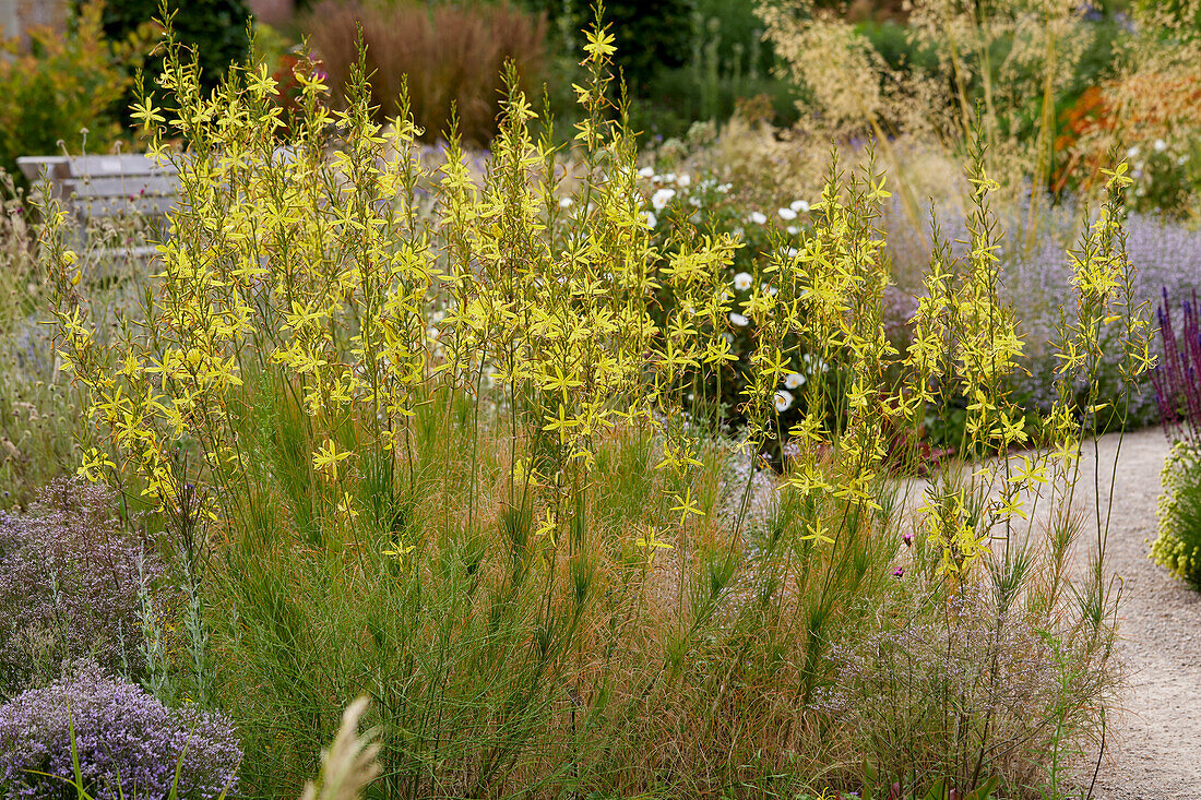 Asphodeline liburnica