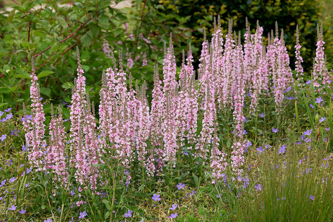 Lythrum salicaria Blush