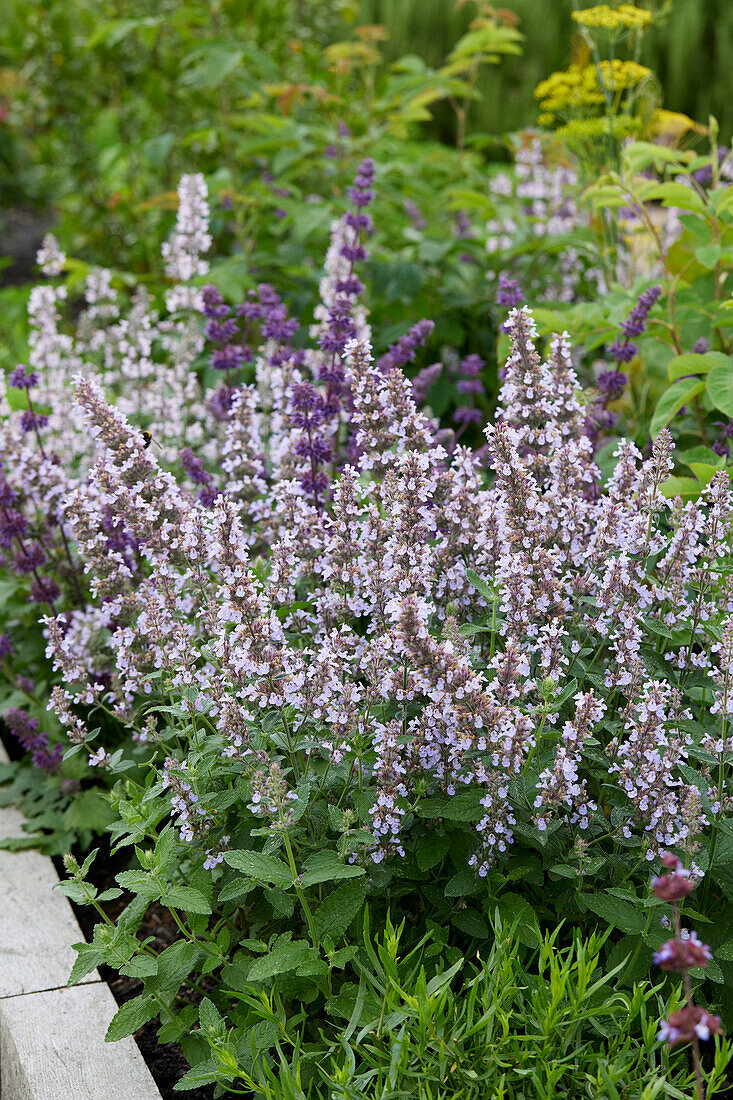 Katzenminze (Nepeta)